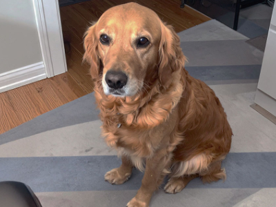 Dogs of different ages