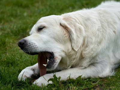 Dog digestive system