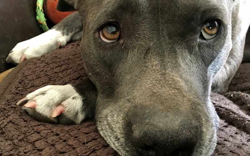 Dog resting on blanket