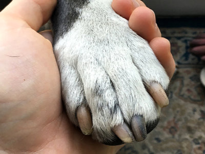 Dog paw