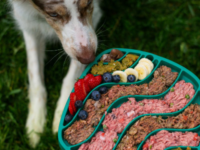 Dog superfoods